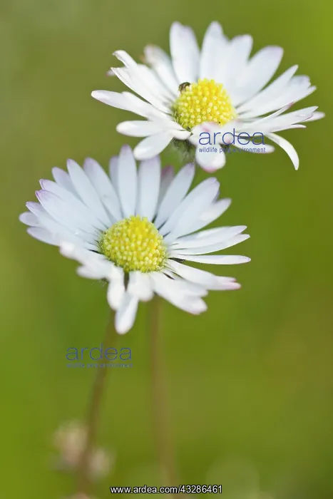 : Common Daisy Flowers : Common Daisy Flowers
