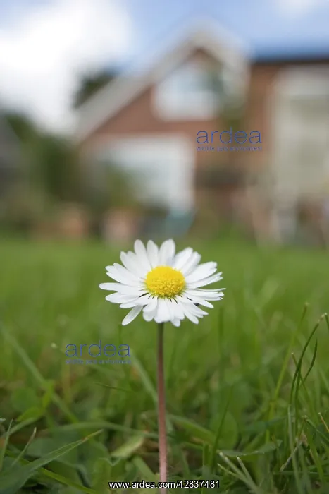 : Common Daisy - Single flower in garden lawn : Common Daisy - Single flower in garden lawn