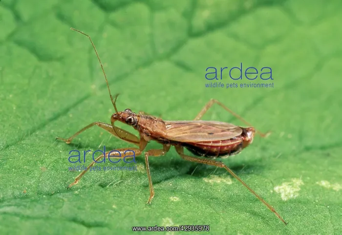 : Common Damsel Bug : Common Damsel Bug