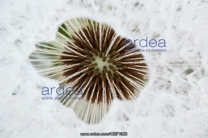 : Common Dandelion : Common Dandelion