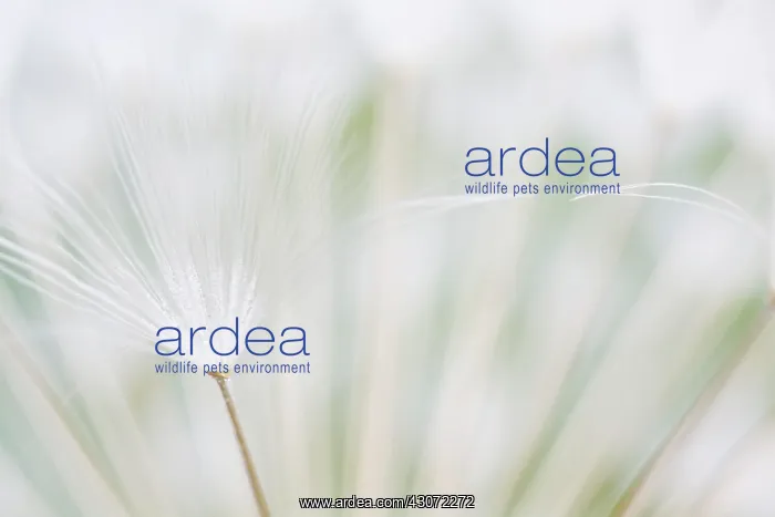 : Common Dandelion : Common Dandelion