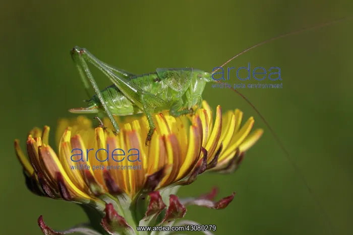 : Common Dandelion : Common Dandelion