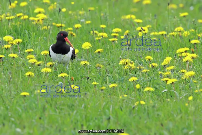 : Common Dandelion : Common Dandelion
