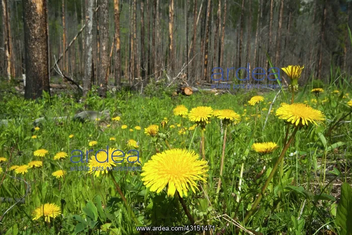: Common Dandelion : Common Dandelion