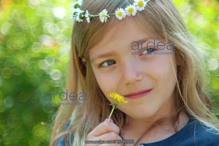 : Common Dandelion : Common Dandelion