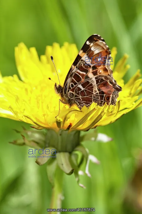 : Common Dandelion : Common Dandelion