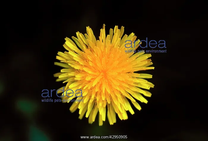  : Common Dandelion Flower