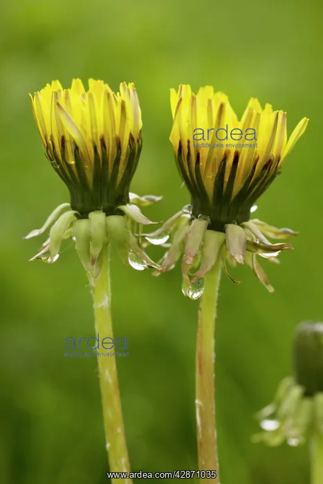 : Common dandelion - flowers closed up in dull rainy weather : Common dandelion - flowers closed up in dull rainy weather