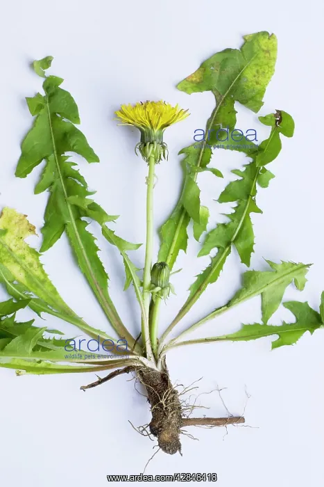: Common Dandelion plant : Common Dandelion plant