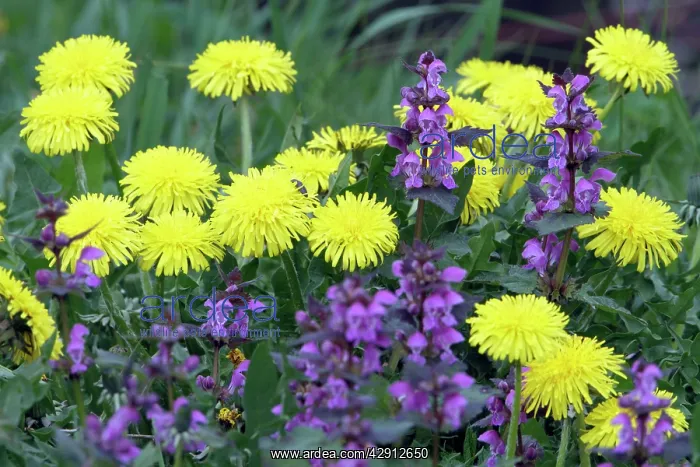 : Common Dandelion and Red Dead Nettle (Lamium purpureum) : Common Dandelion and Red Dead Nettle (Lamium purpureum)