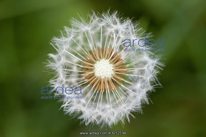 : Common Dandelion detail of seed head : Common Dandelion detail of seed head
