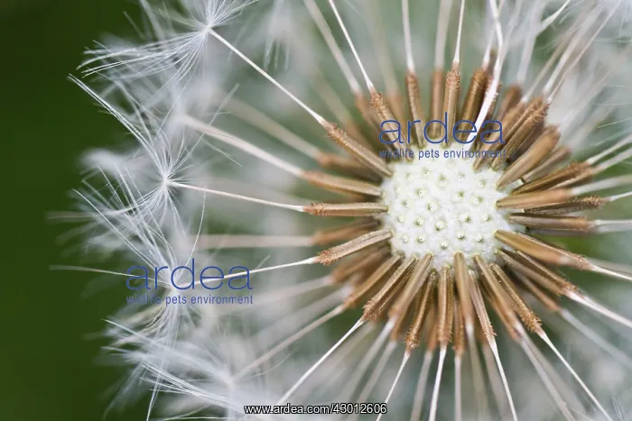 : Common Dandelion detail of seed head : Common Dandelion detail of seed head