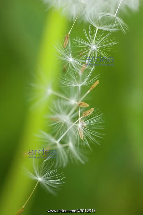 : Common Dandelion detail of seeds : Common Dandelion detail of seeds