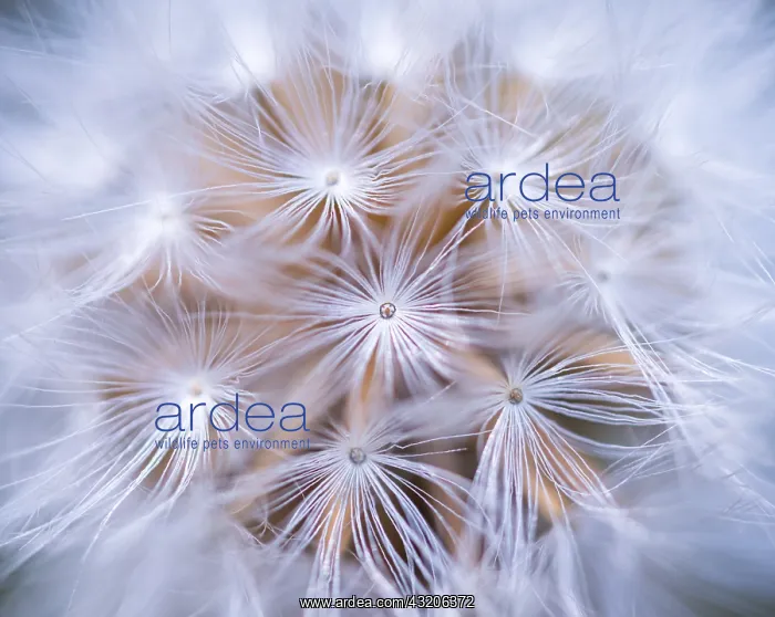 : Common dandelion (Taraxacum officinale) akene, Leon : Common dandelion (Taraxacum officinale) akene, Leon