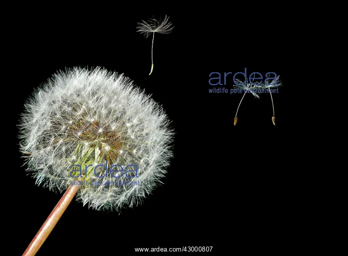 : Common Dandelion - throwing seeds : Common Dandelion - throwing seeds