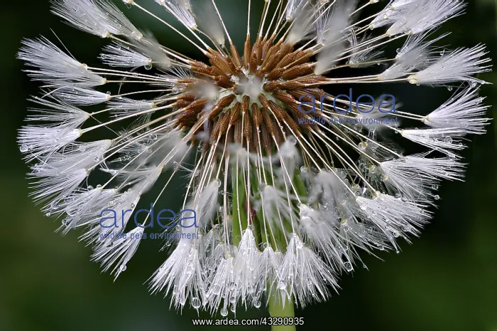 : Common Dandelion (Traxacum officinale) seedhead : Common Dandelion (Traxacum officinale) seedhead