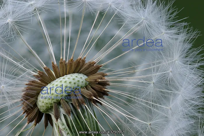 : Common Dandelion (Traxacum officinale) seedhead : Common Dandelion (Traxacum officinale) seedhead