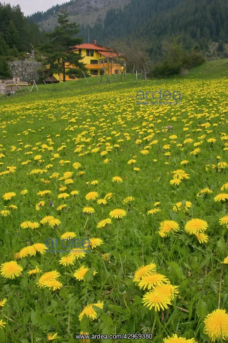 : Common Dandelions - in flower in spring : Common Dandelions - in flower in spring