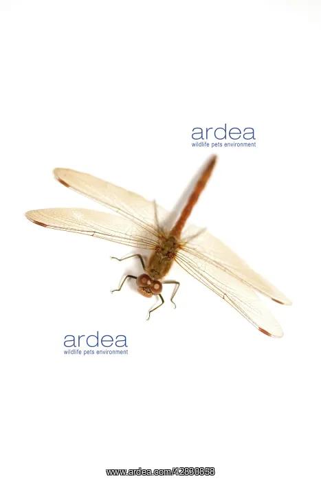 : Common Darter : Common Darter