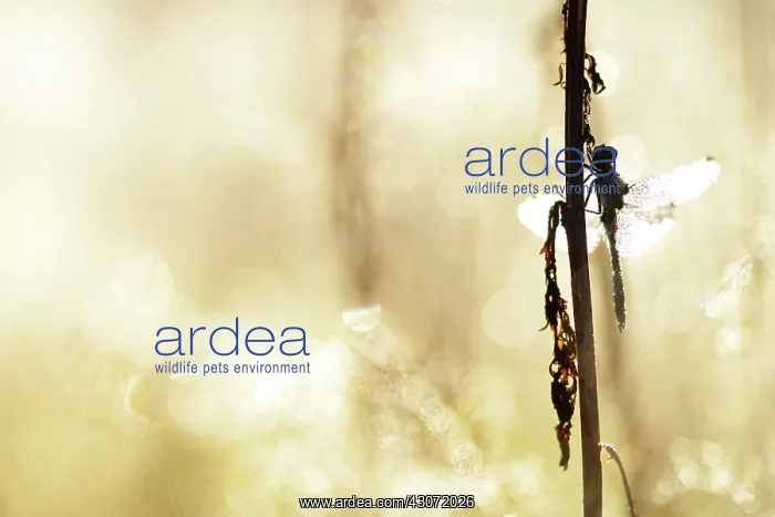  : Common Darter