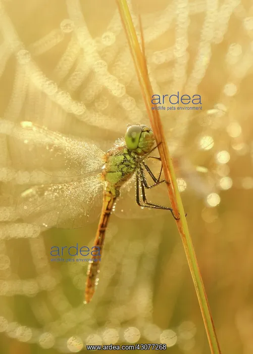  : Common Darter