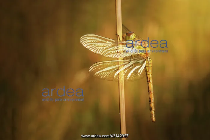 : Common Darter : Common Darter
