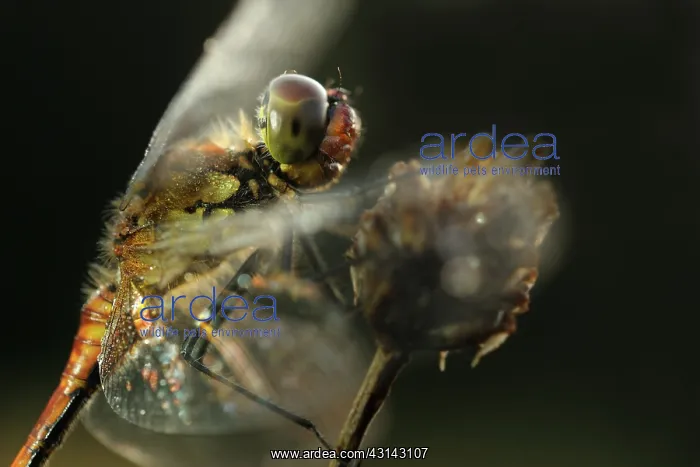 : Common Darter : Common Darter