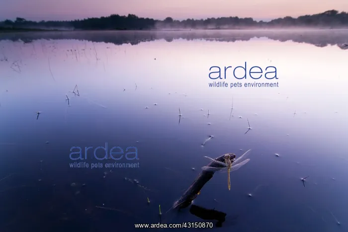 : Common Darter : Common Darter