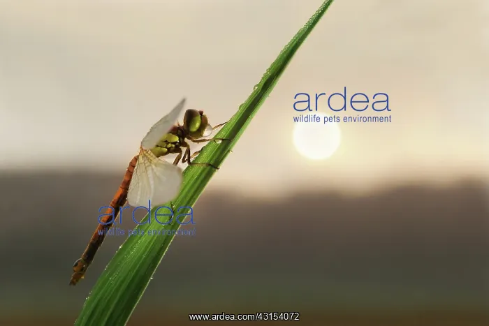 : Common Darter : Common Darter