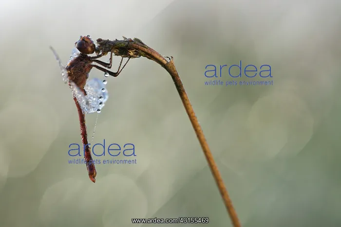  : Common Darter