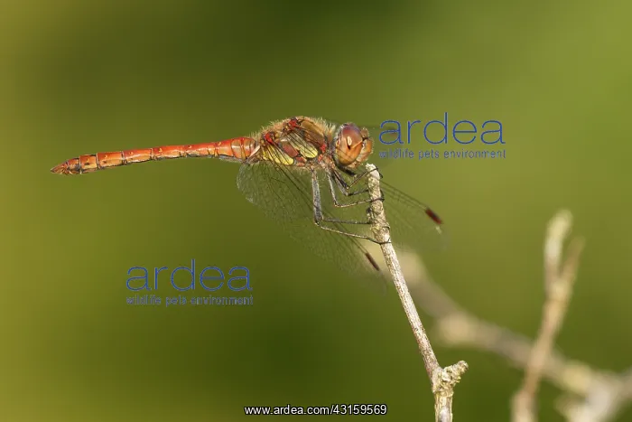  : Common Darter