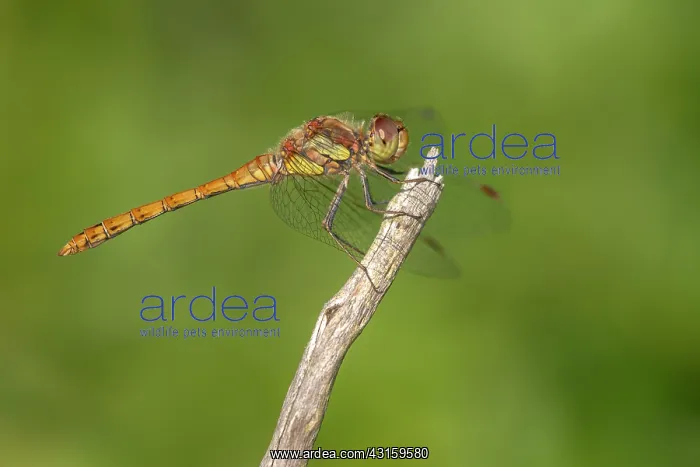  : Common Darter