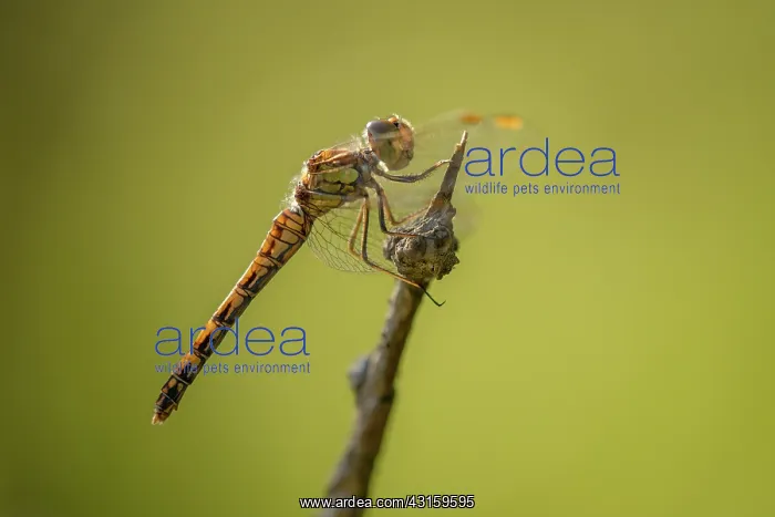 : Common Darter : Common Darter