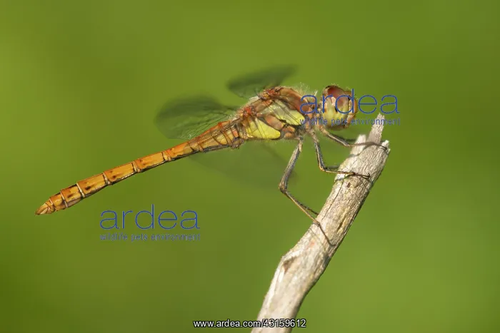  : Common Darter