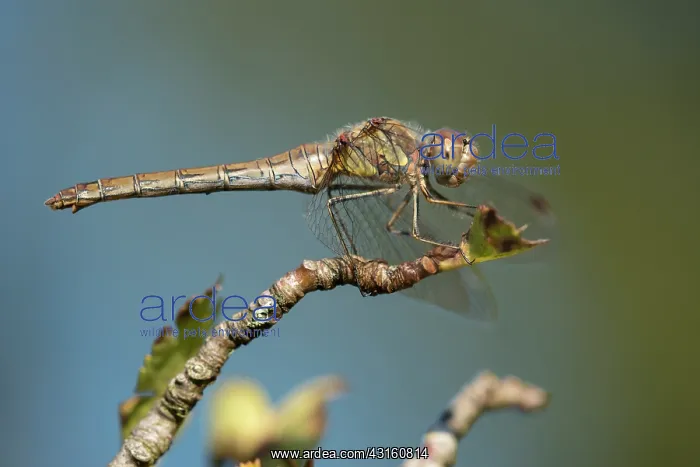: Common Darter : Common Darter