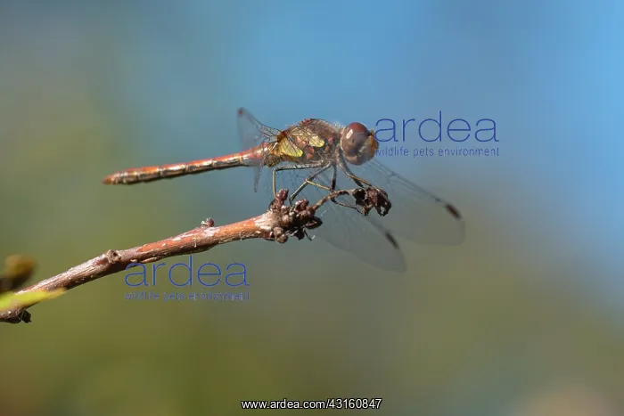 : Common Darter : Common Darter