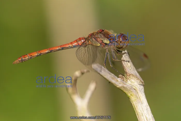 : Common Darter : Common Darter