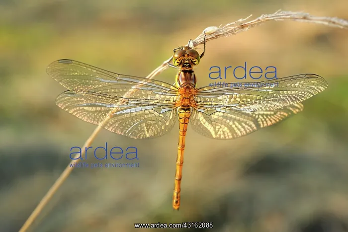  : Common Darter