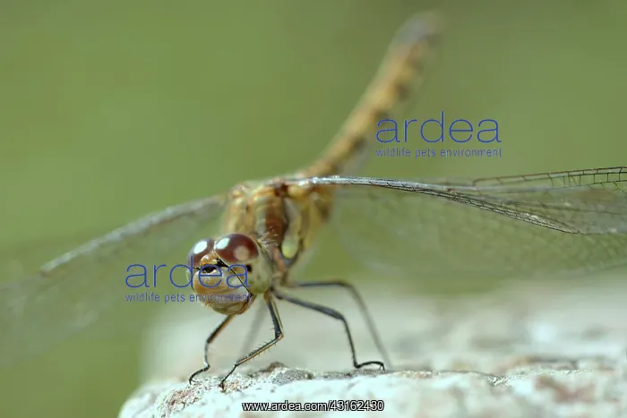 : Common Darter : Common Darter
