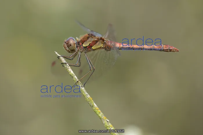 : Common Darter : Common Darter