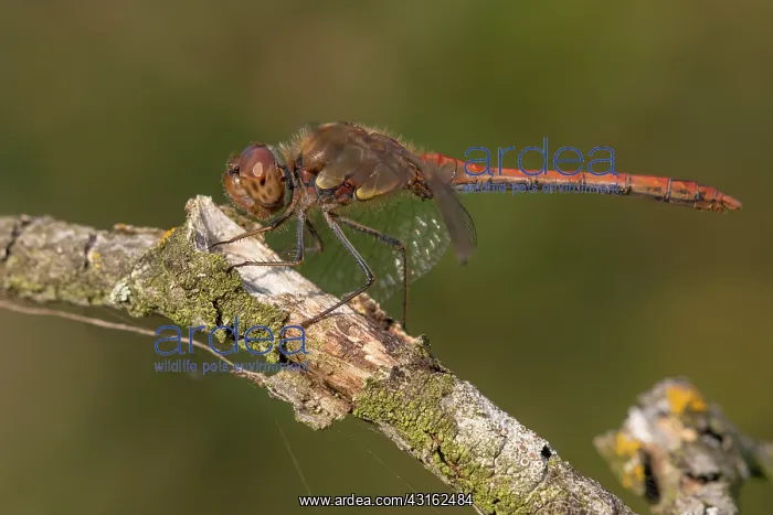 : Common Darter : Common Darter