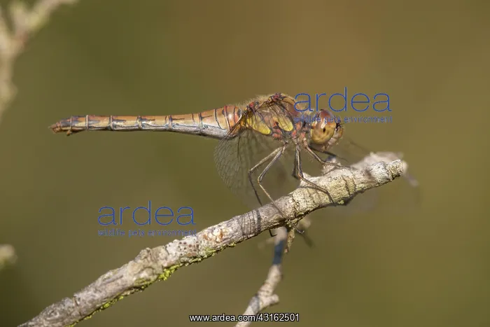 : Common Darter : Common Darter