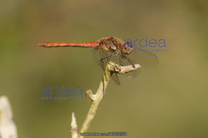  : Common Darter