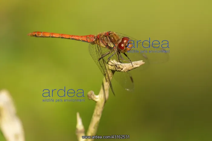: Common Darter : Common Darter
