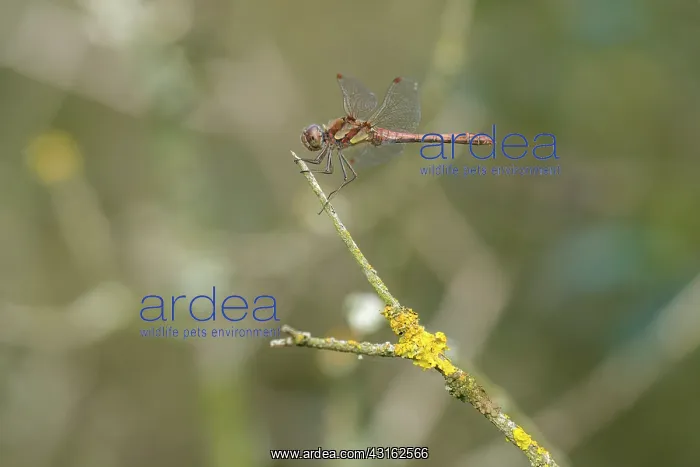 : Common Darter : Common Darter
