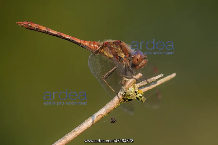 : Common Darter : Common Darter