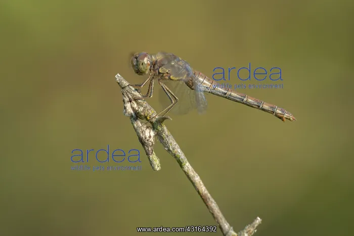 : Common Darter : Common Darter