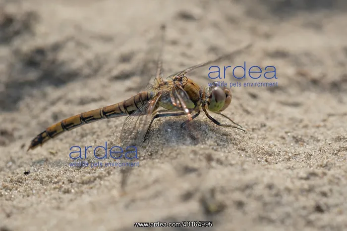 : Common Darter : Common Darter