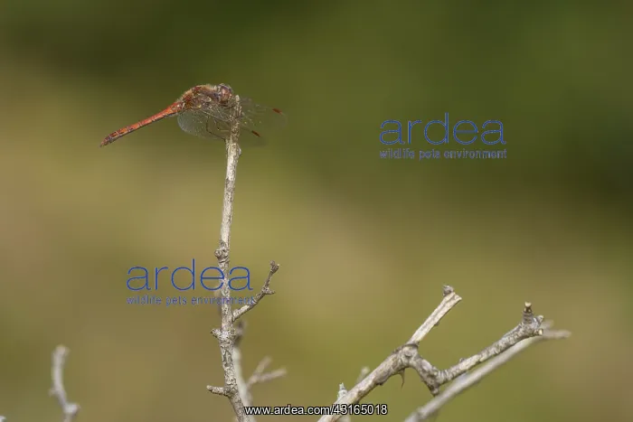  : Common Darter