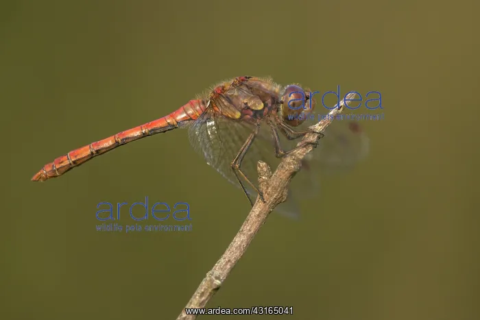 : Common Darter : Common Darter